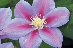 Clematis Vine 'Barbara Jackman' New 2026